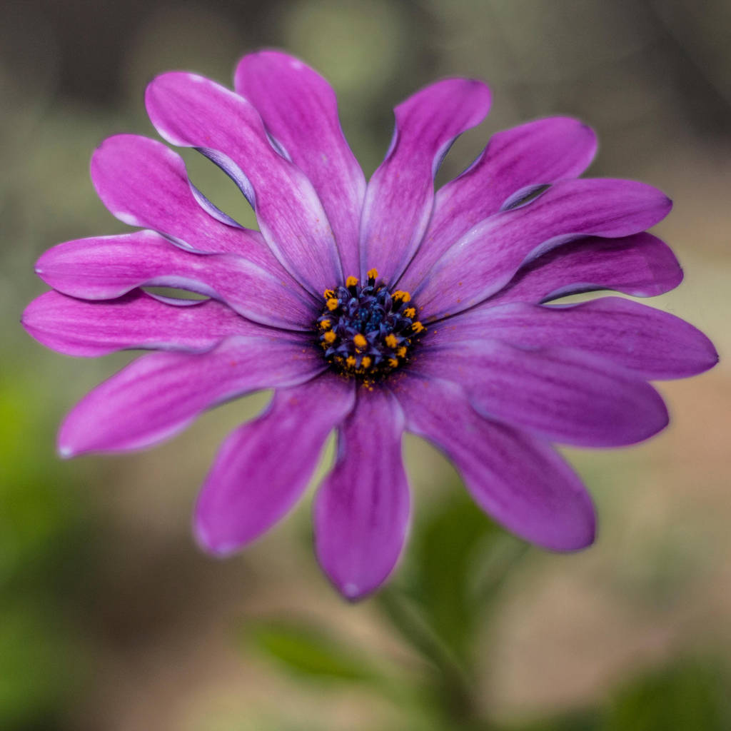 Purple Flower by whitephotographySCOT