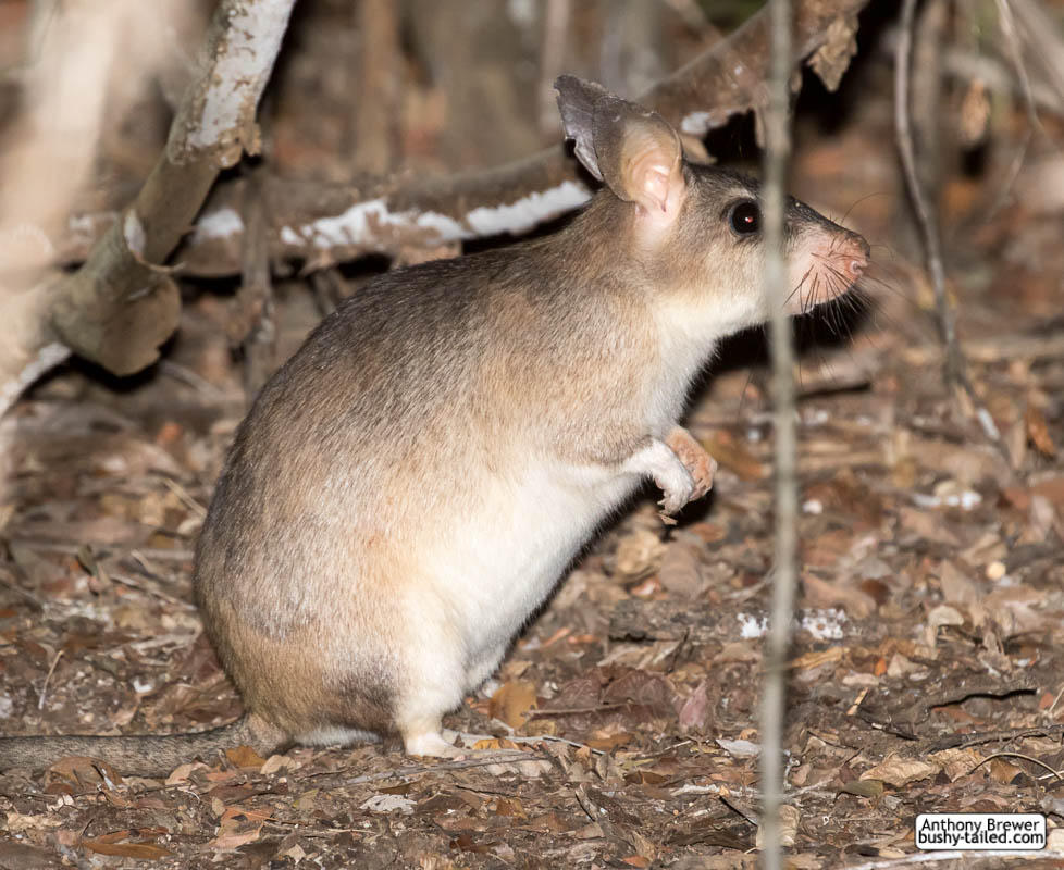 Giant jumping rat by jaffa-tamarin