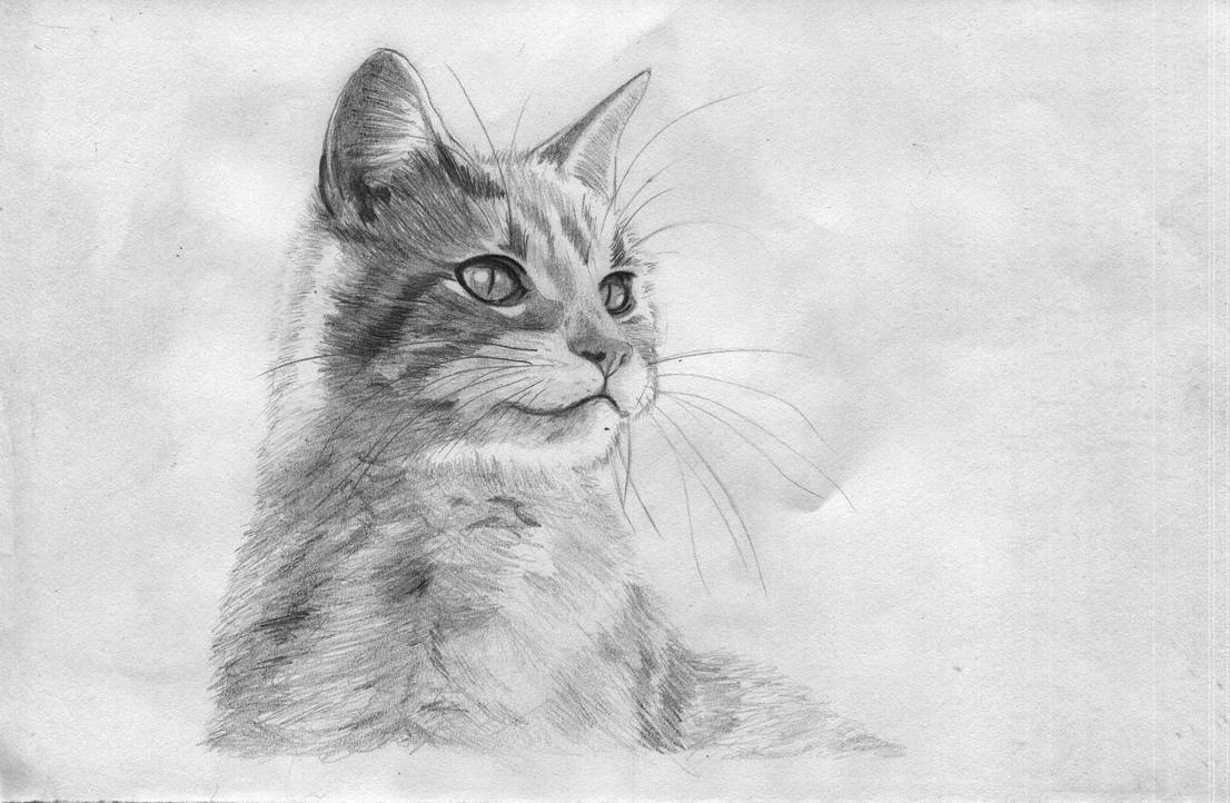 Cat face. Pencil by lastwarrior14