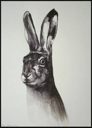 Hare - 25112011 by AEnigm4