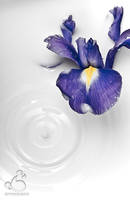 and the time stands still by armene