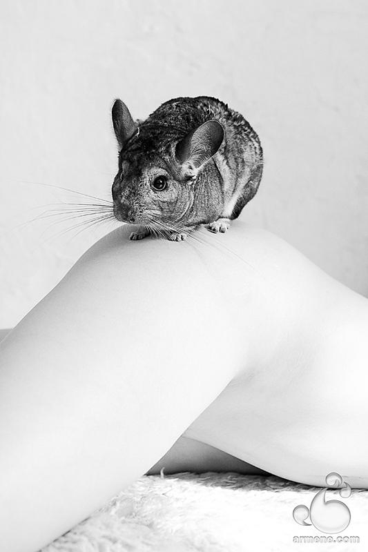 Chinchilla by armene