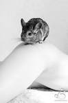 Chinchilla by armene