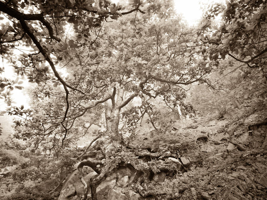 Oak tree in morning mist #2 by zeitspuren