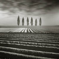 .tree. by MichalGiedrojc