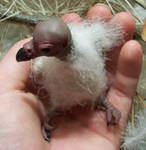Vulture Chick, View 2 by cermaith