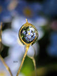 FORGET ME NOT by Iris-cup
