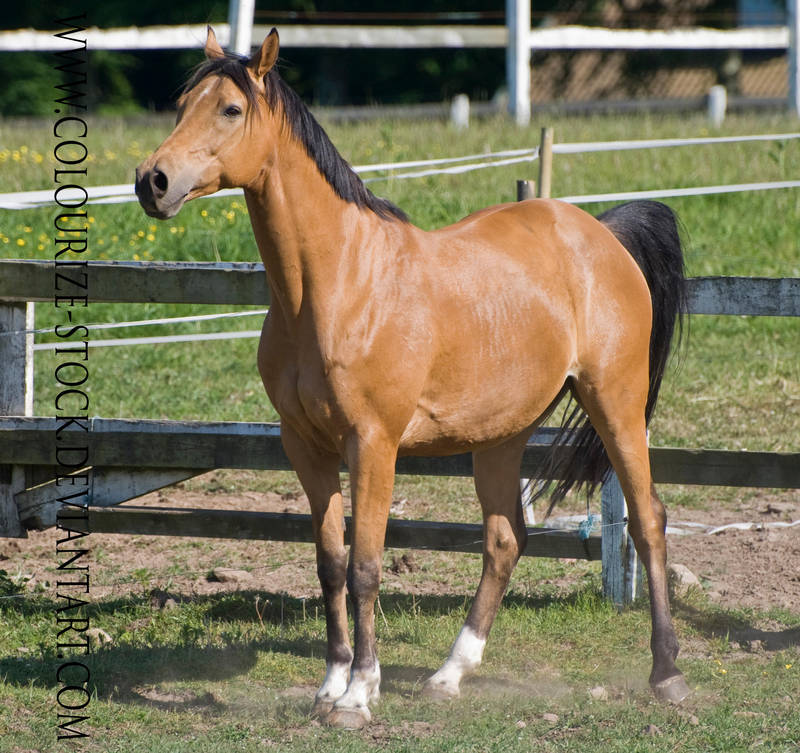 Warmblood 6 by Colourize-Stock