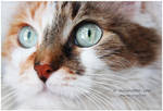 Dusia, the cat by Stefansider