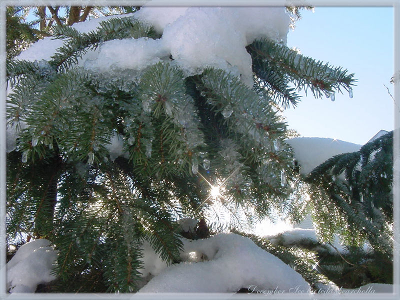 December Ice by teddybearcholla