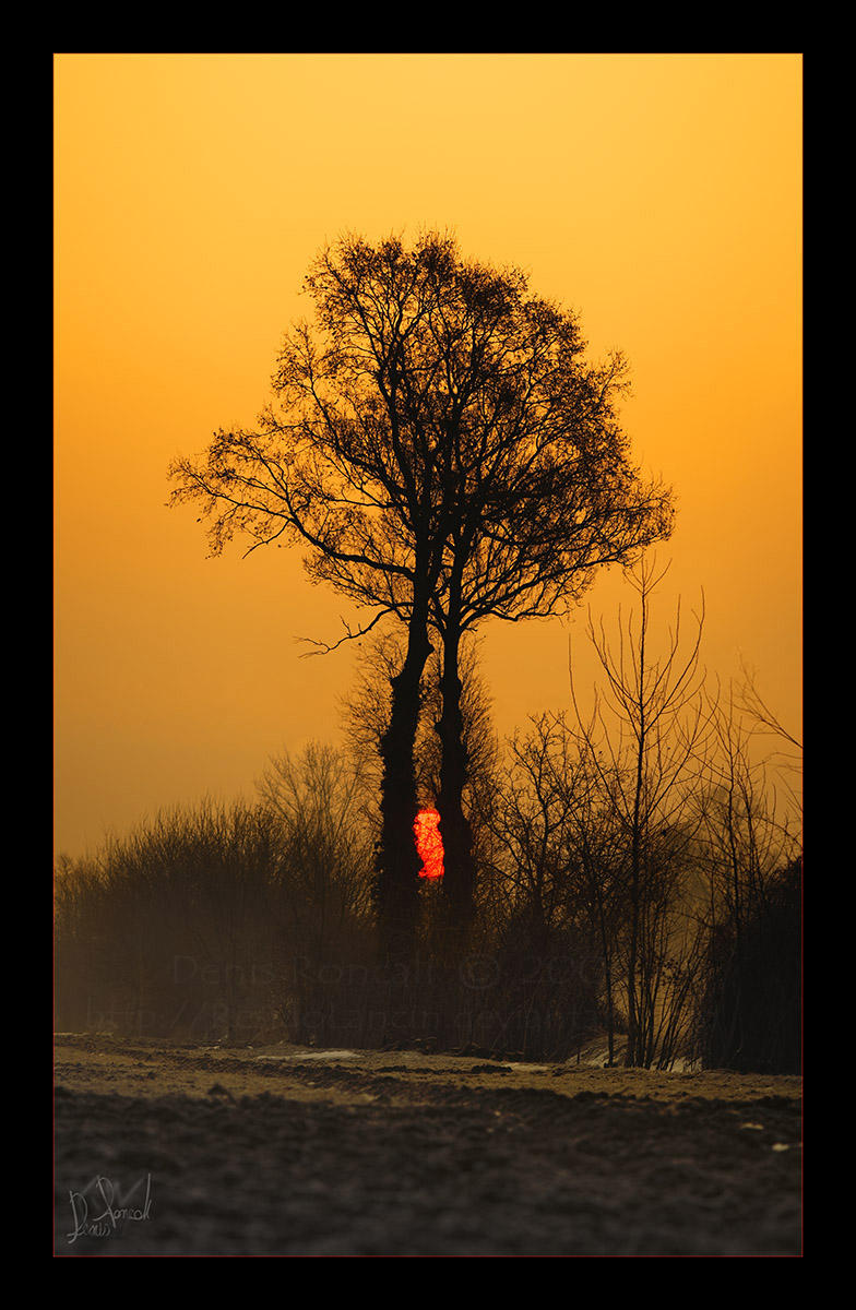 The Heart of Trees by ResidoLancin