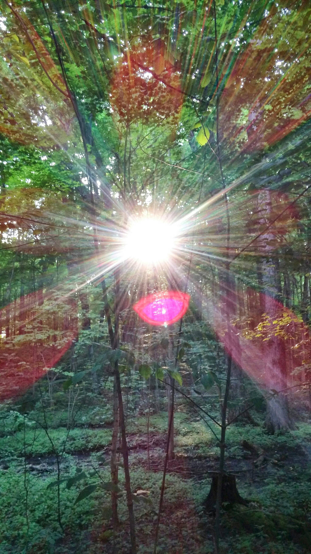 The Sacred Grove by uhlrik