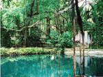 Garden in Jamaica by hllwngrl