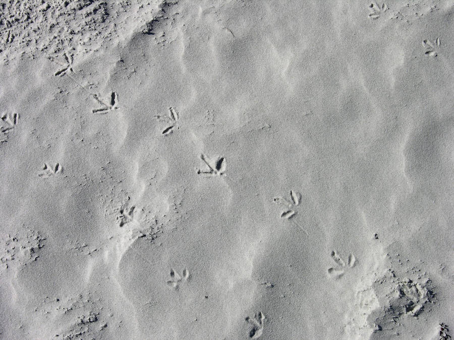 Bird Prints in the Sand by FairieGoodMother