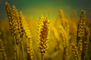 Country Grain by CauterizeSetsFire