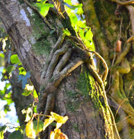 Wood hand by Speedymartin