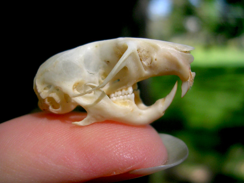 Dwarf Hamster Skull by FossilFeather