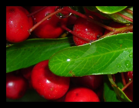 Berry Bush by Lonshaou on DeviantArt