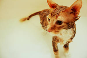 You Bastard by docskalski