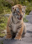 Tiger cub by S1ghtly