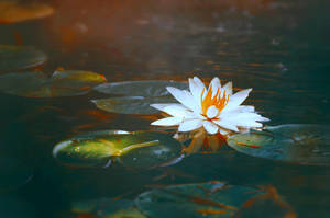 Above the Mud by EmiNguyen