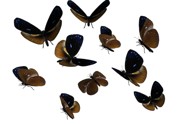 Queen Cracker Butterflies PNG