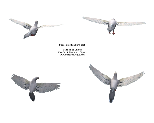 Different dove flying poses by madetobeunique