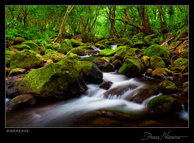 Paradise by Davenit