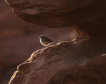 Arizona Wren by Canislupuscorax