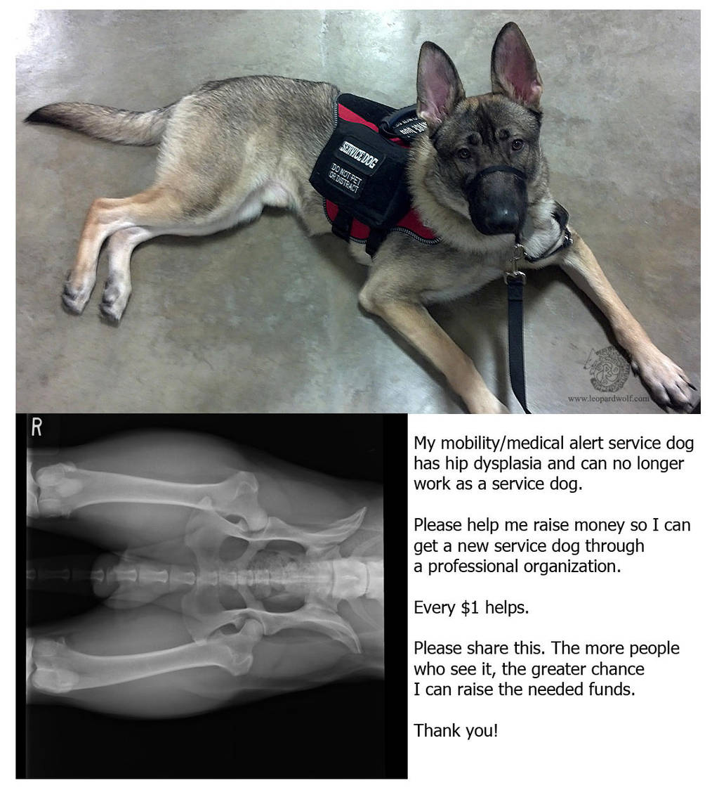 Service Dog - Help Needed by leopardwolf