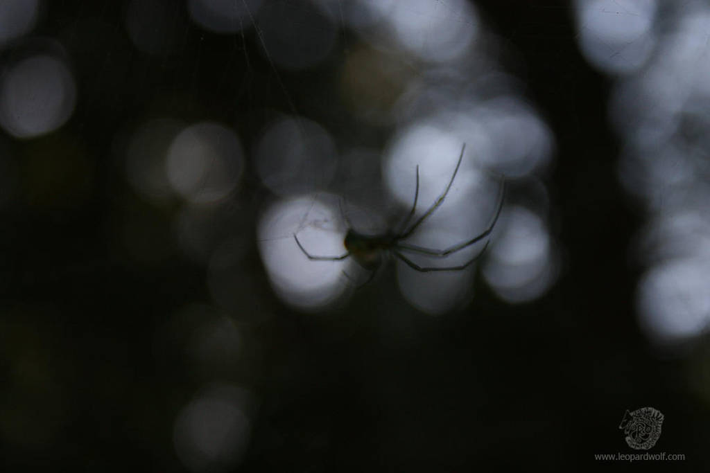 Spooky Orchard Spider 1 by leopardwolf
