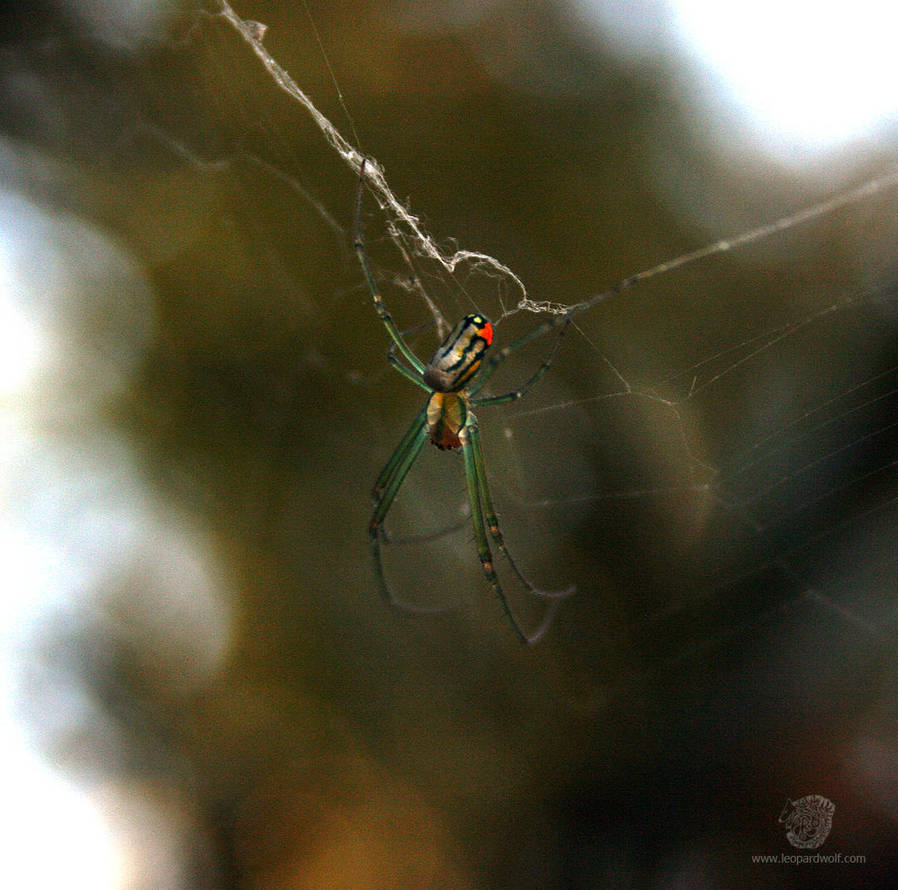 Venusta Orchard Spider 1 by leopardwolf