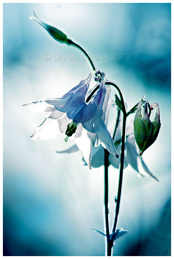 Gleam of Light by Lilyas