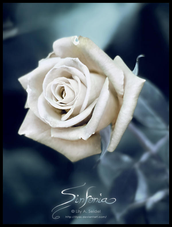 Sinfonia by Lilyas