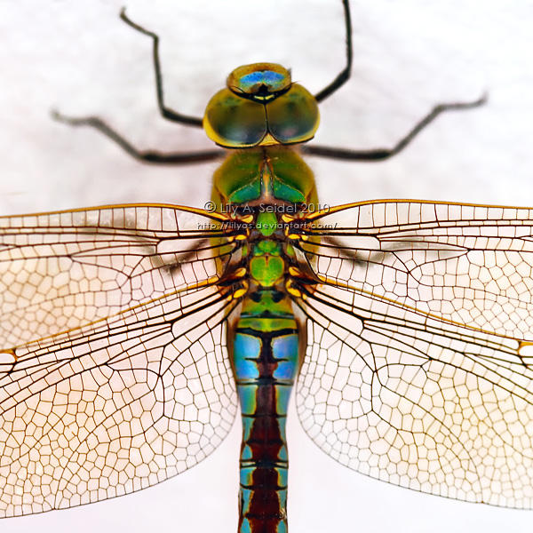 Dragonfly by Lilyas