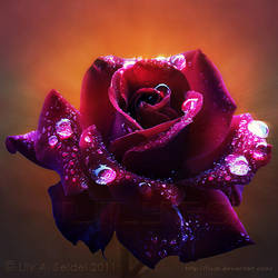 Celestial Rose by Lilyas