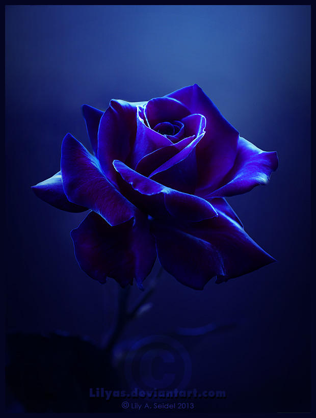 A Rose is just a Rose by Lilyas on DeviantArt