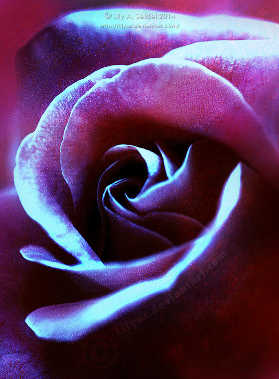 A Rose is just a Rose by Lilyas on DeviantArt