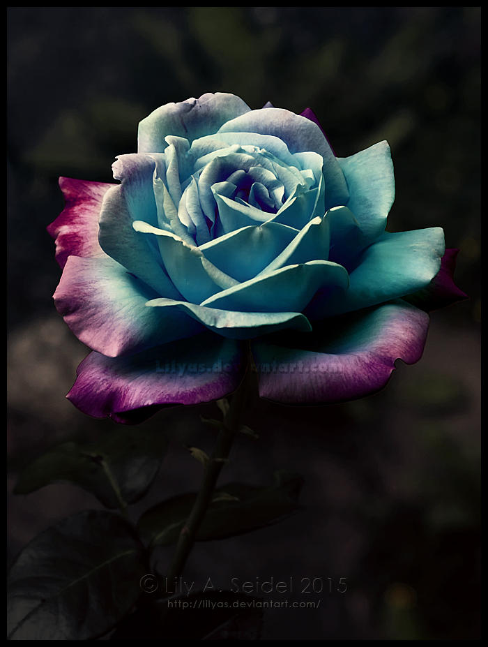 Heart of the Ocean by Lilyas