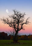 Halfmoon by Lilyas