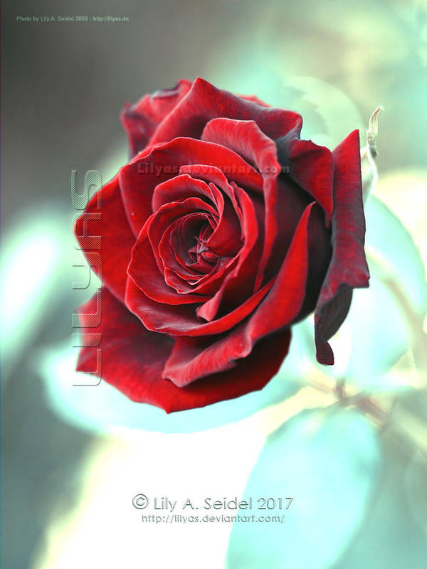 Magical Rose - Unlimited STOCK by Lilyas