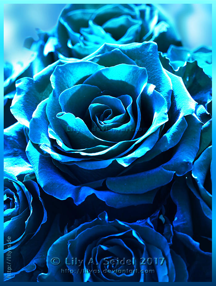 A Rose is just a Rose by Lilyas on DeviantArt