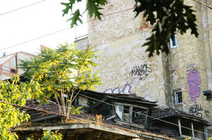 The tree on the roof by Heurchon The tree on the roof by Heurchon