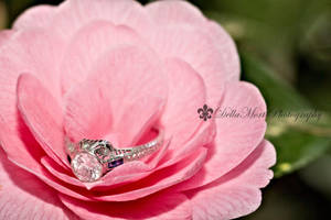 rose petal by dellamort