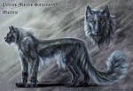 Morten charactersheet by FelisGlacialis