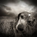 In the grass...II by denis2