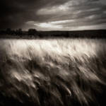 field... by denis2