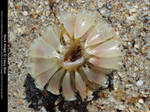 Tulip Snail Eggcase Stock 2 by Cassy-Blue