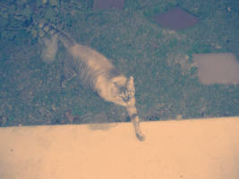 Friendly stray by smootie