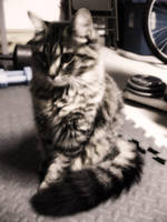 Drowzy one by smootie